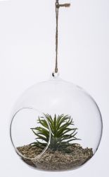 Okrasná rostlina ve skle