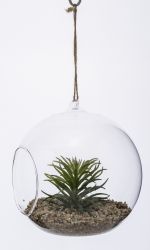 Okrasná rostlina ve skle