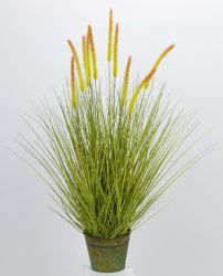 Dekorativní rostlina